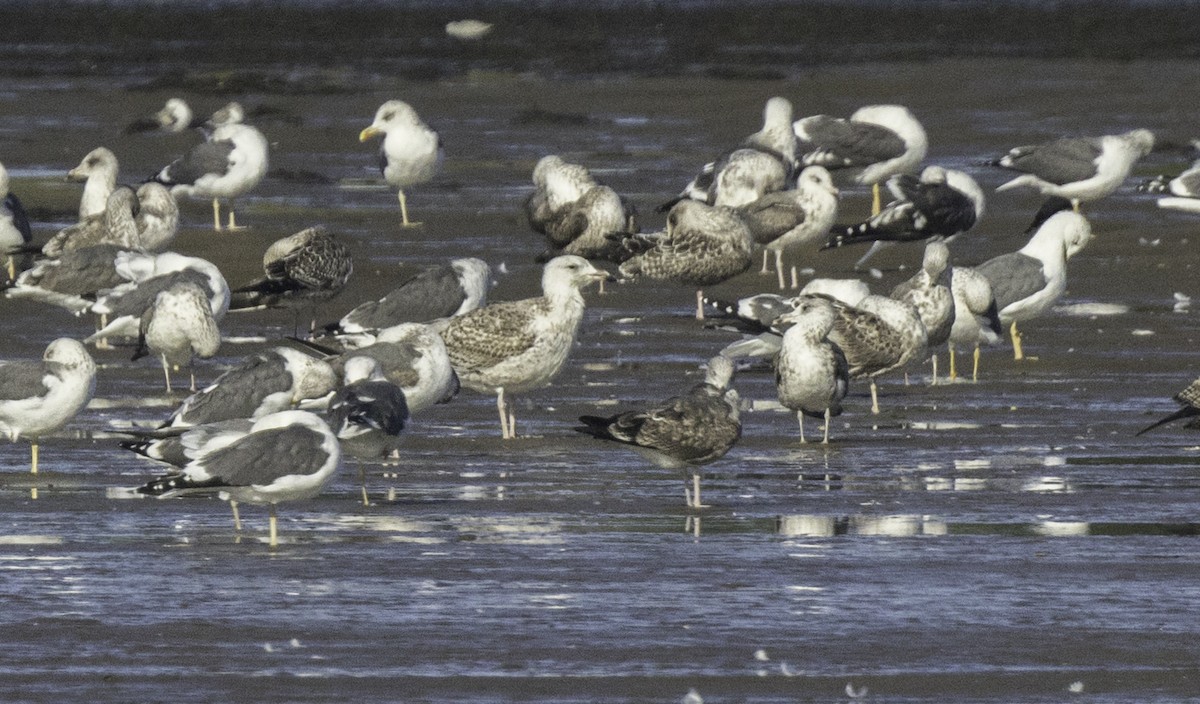 racek mořský - ML644953358