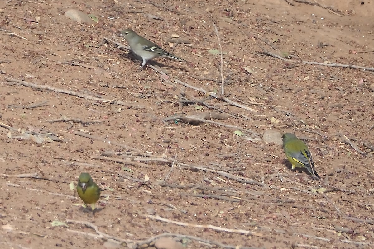 European Greenfinch - ML644953370