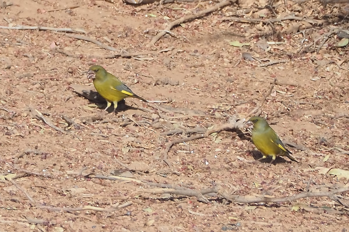 European Greenfinch - ML644953371