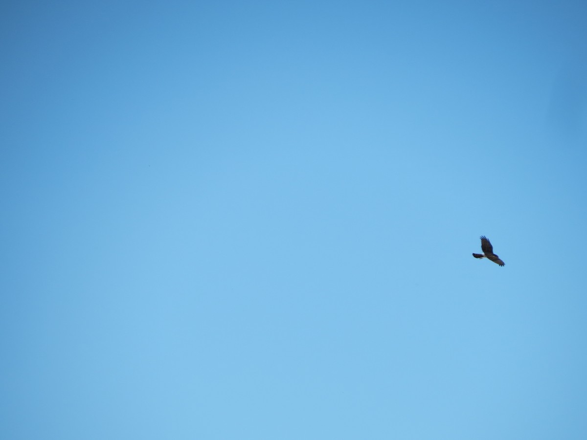 Northern Harrier - ML644953377