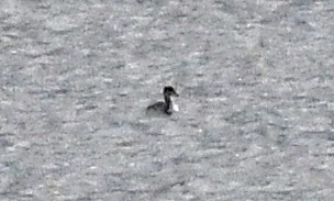 Red-necked Grebe - ML644953378