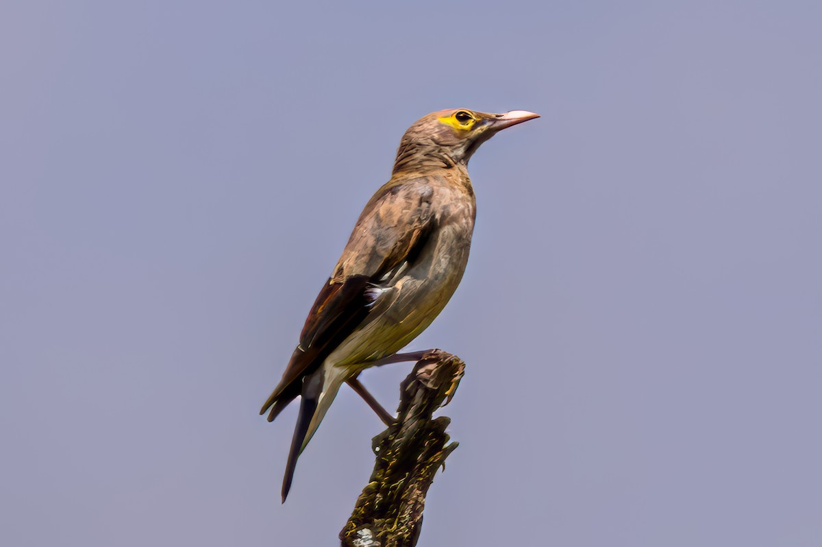 Wattled Starling - ML644953393