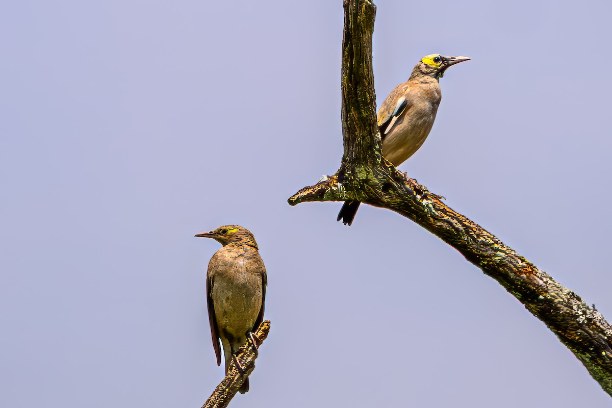 Wattled Starling - ML644953394