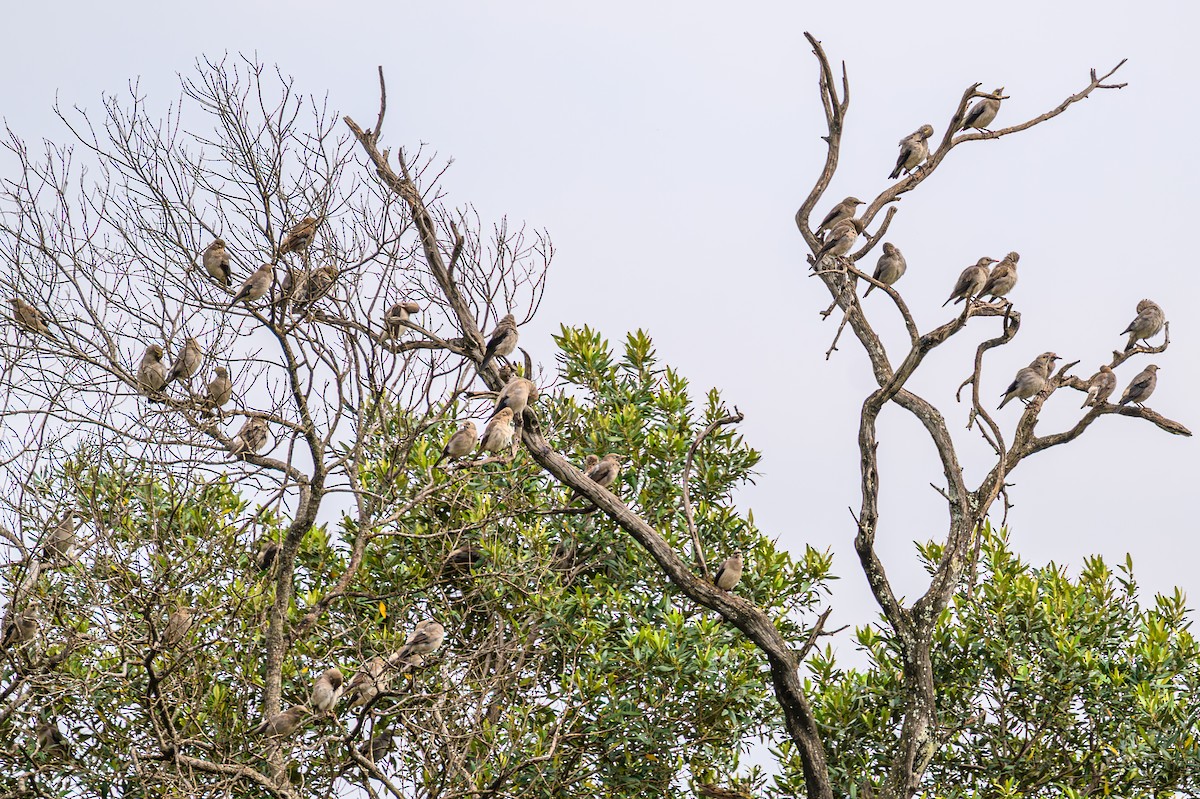Wattled Starling - ML644953398