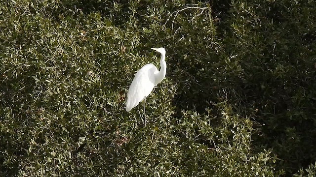 Büyük Ak Balıkçıl - ML644953417