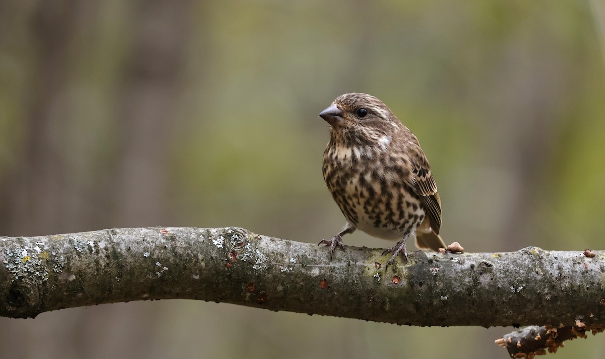 Camachuelo Purpúreo - ML644953441