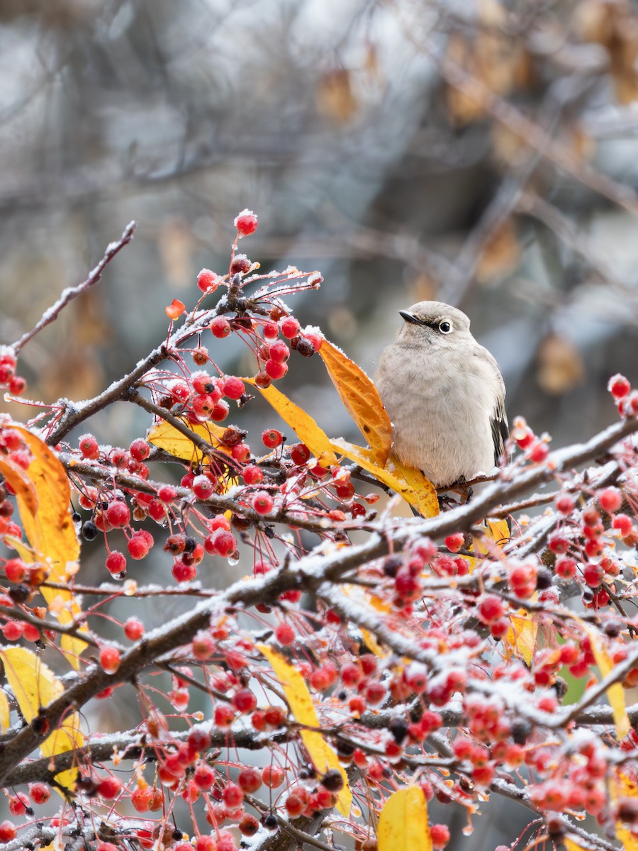 Townsend's Solitaire - ML644953442
