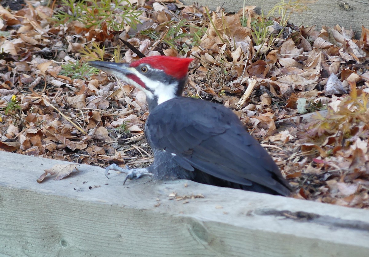 Pileated Woodpecker - ML644953448
