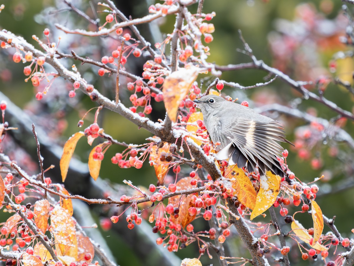 Townsend's Solitaire - ML644953450
