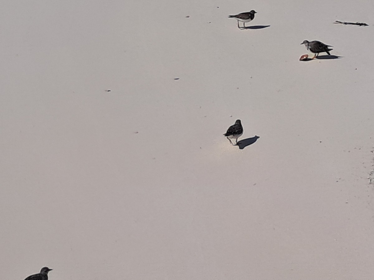 Ruddy Turnstone - ML644953474