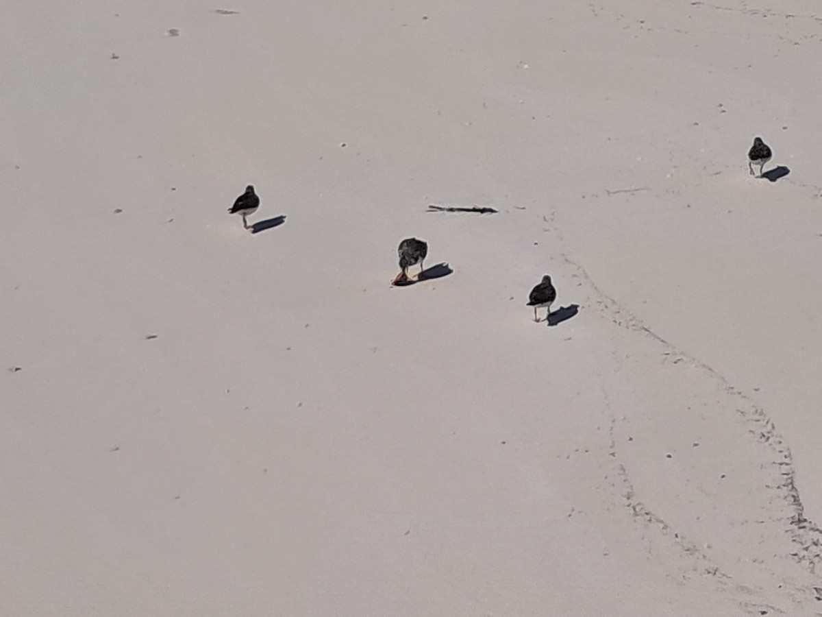 Ruddy Turnstone - ML644953475