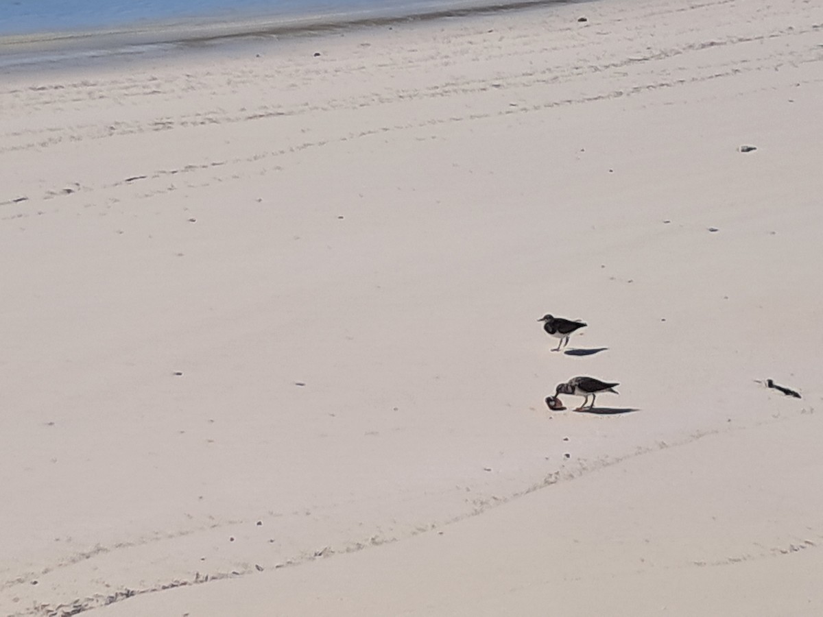 Ruddy Turnstone - ML644953477