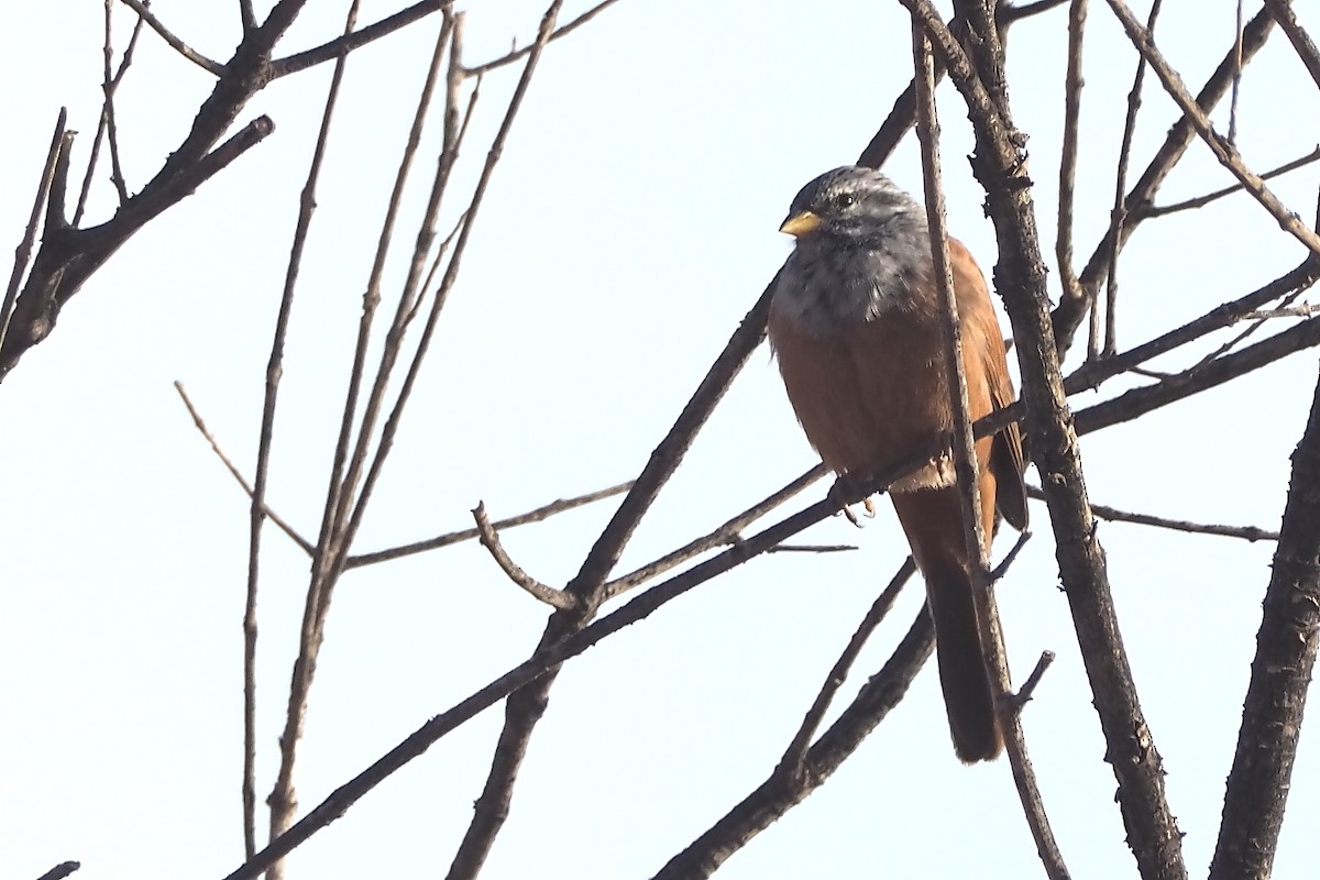 House Bunting - ML644953485