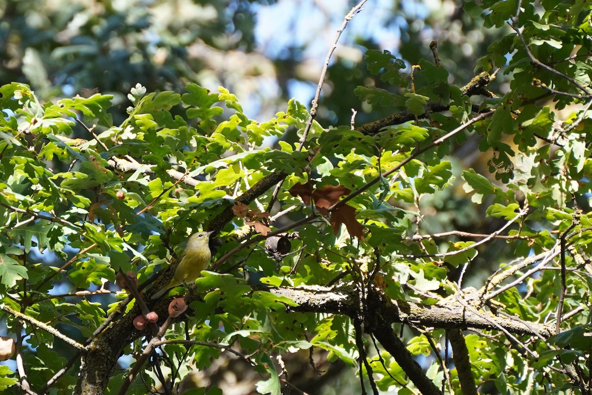 Orange-crowned Warbler - ML644953496