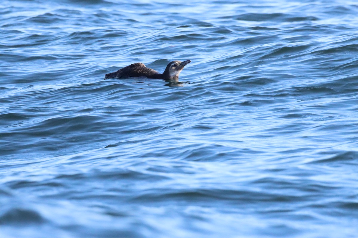 Magellanpinguin - ML644953498