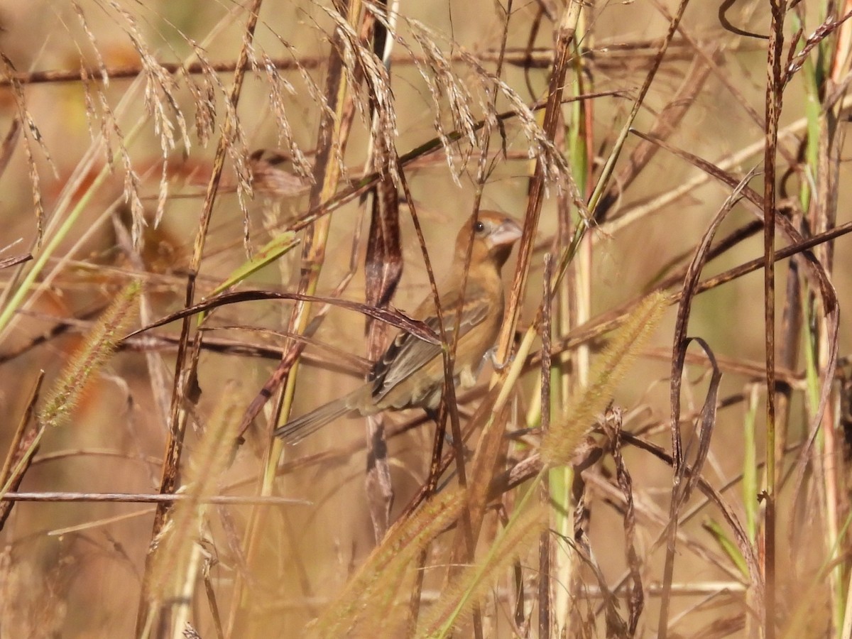 Blue Grosbeak - ML644953503