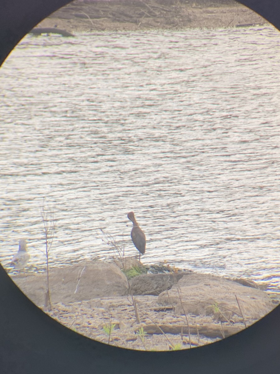 Reddish Egret - ML644953507