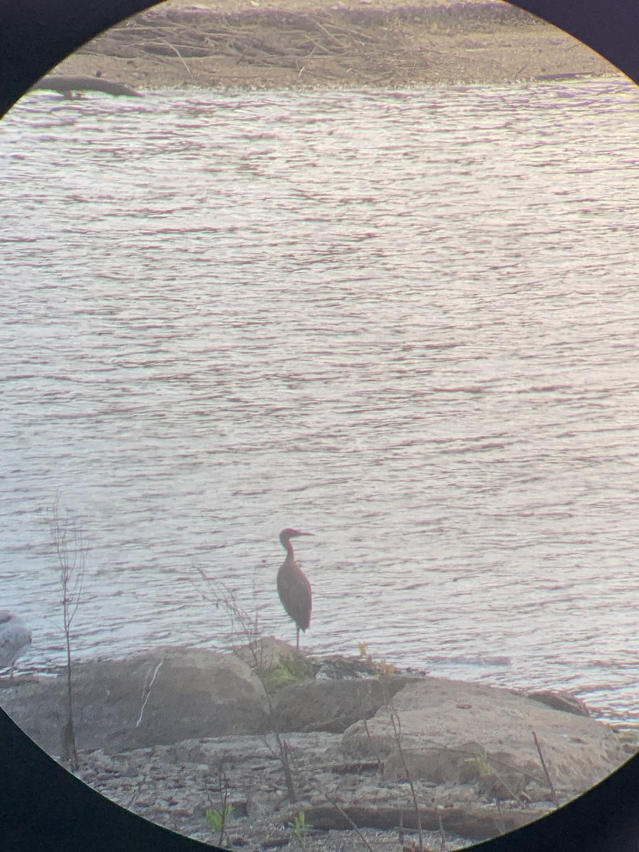 Reddish Egret - ML644953508