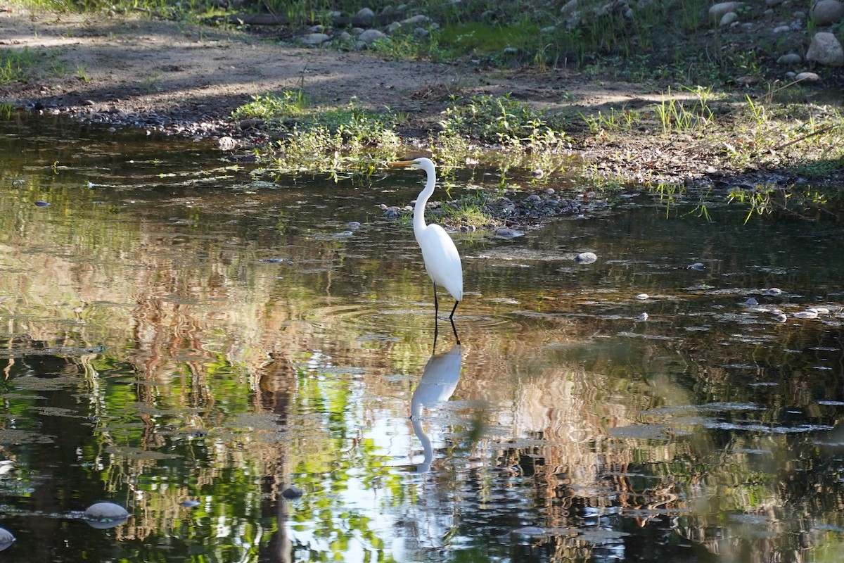Great Egret - ML644953509