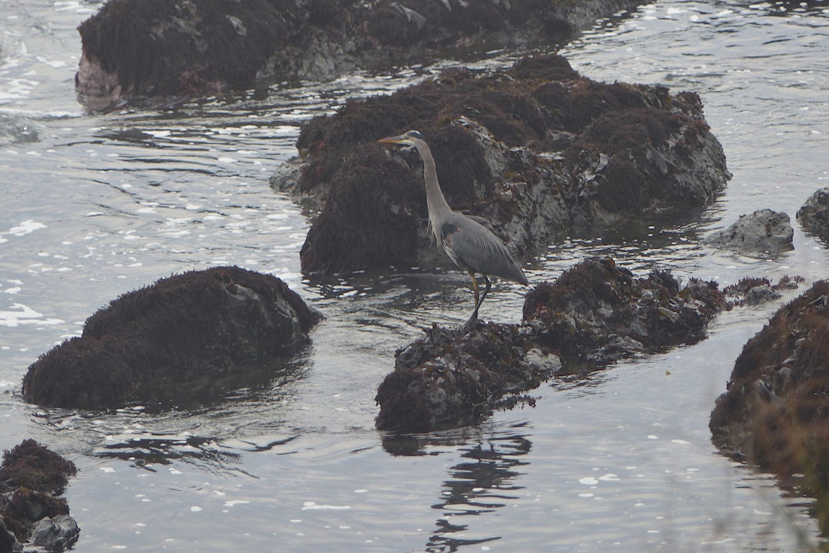 Great Blue Heron (Great Blue) - ML644953517