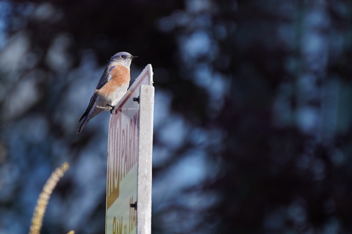 Western Bluebird - ML644953537