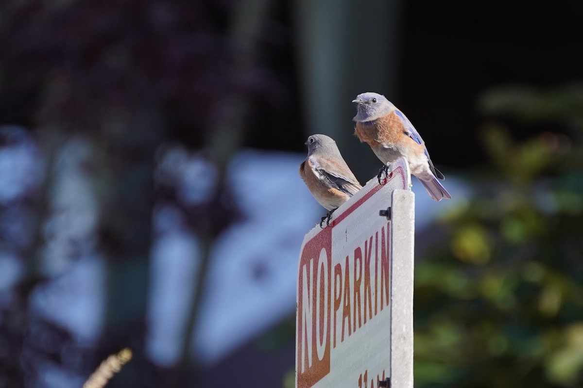 Western Bluebird - ML644953538