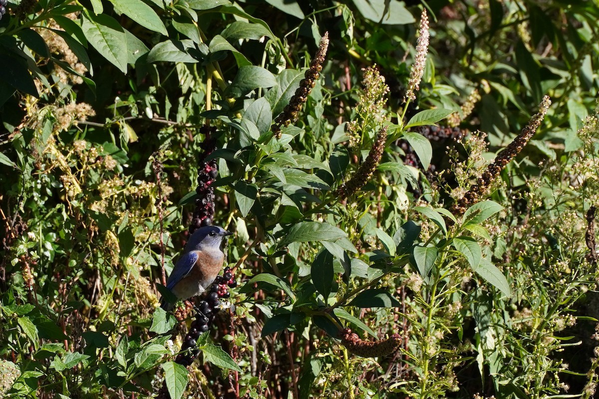 Western Bluebird - ML644953539