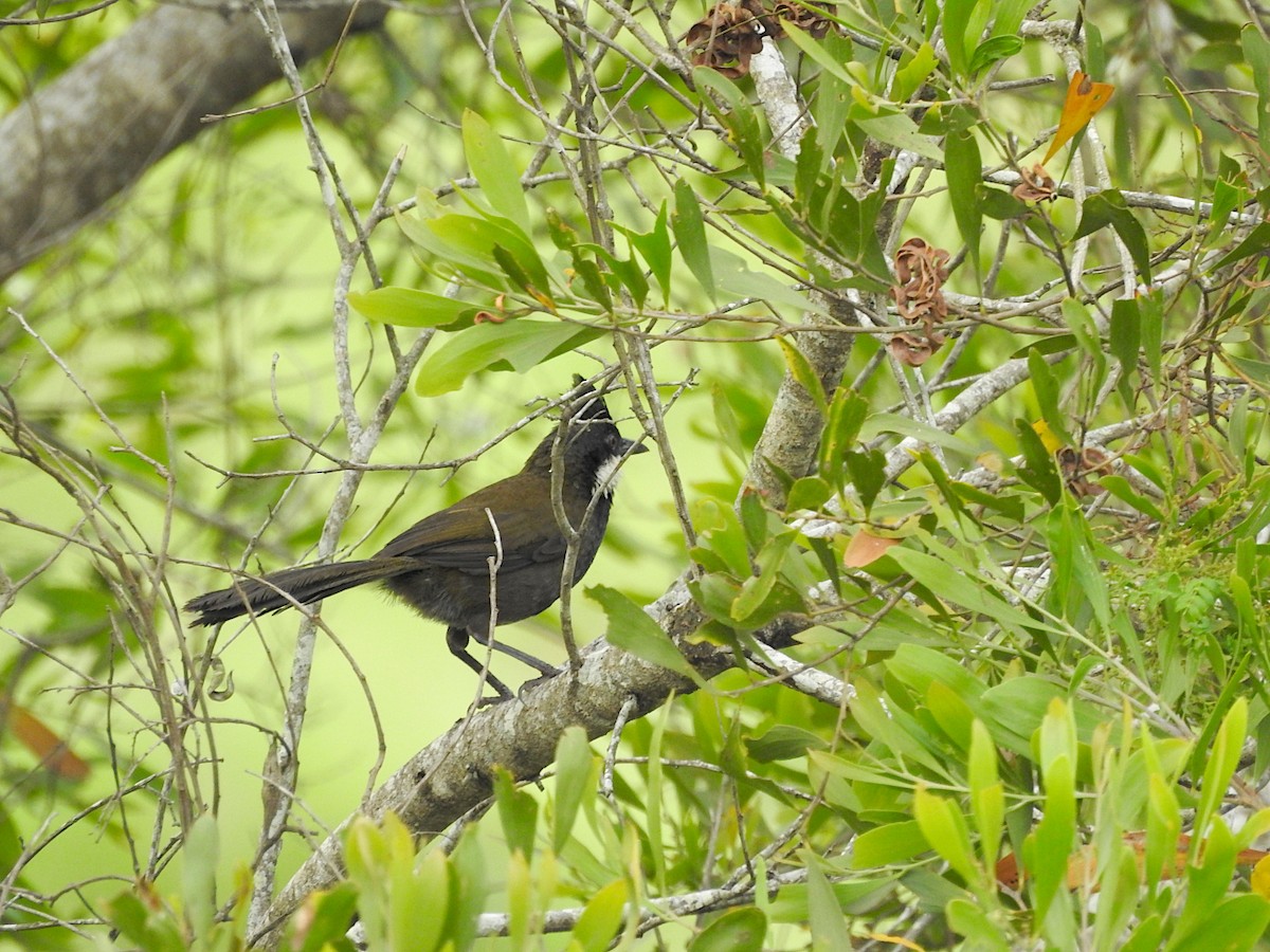 kosovec zvučnohlasý - ML644953543