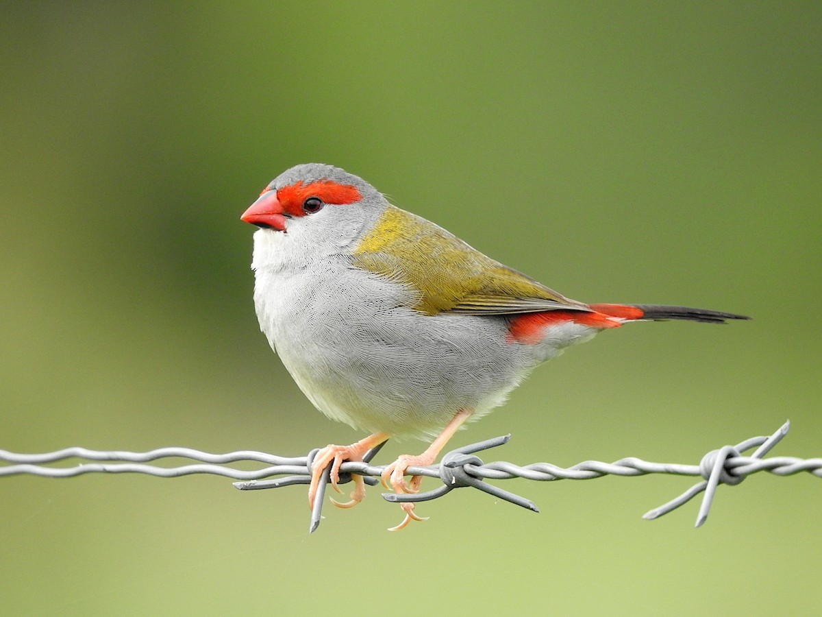 Al Kaşlı Belikınalı - ML644953556