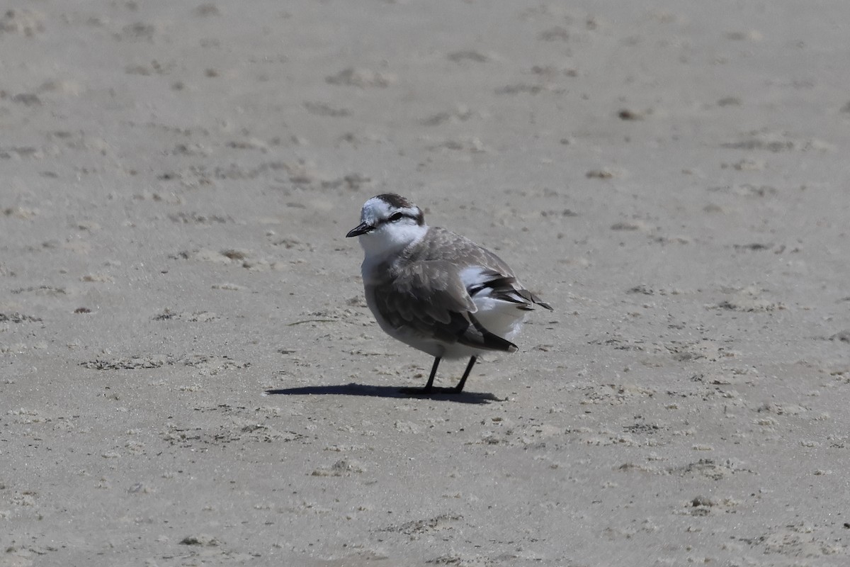 White-fronted Plover - ML644953558