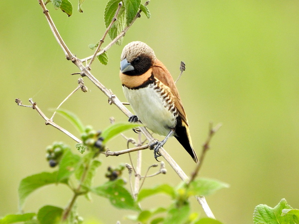 Chestnut-breasted Munia - ML644953581