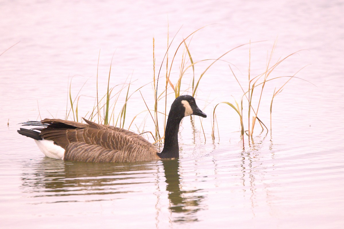 Canada Goose - ML644953582