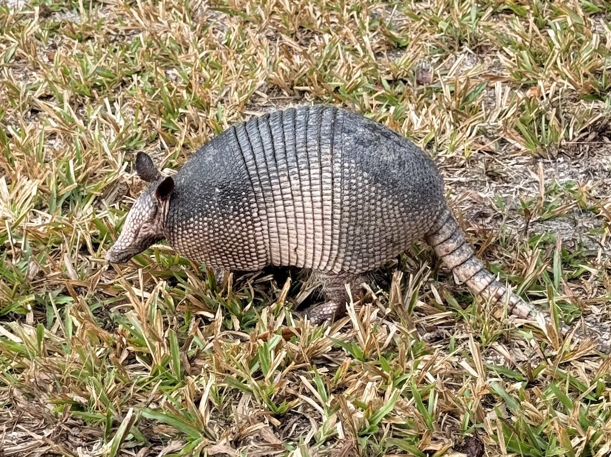Nine-banded Armadillo - ML644953589