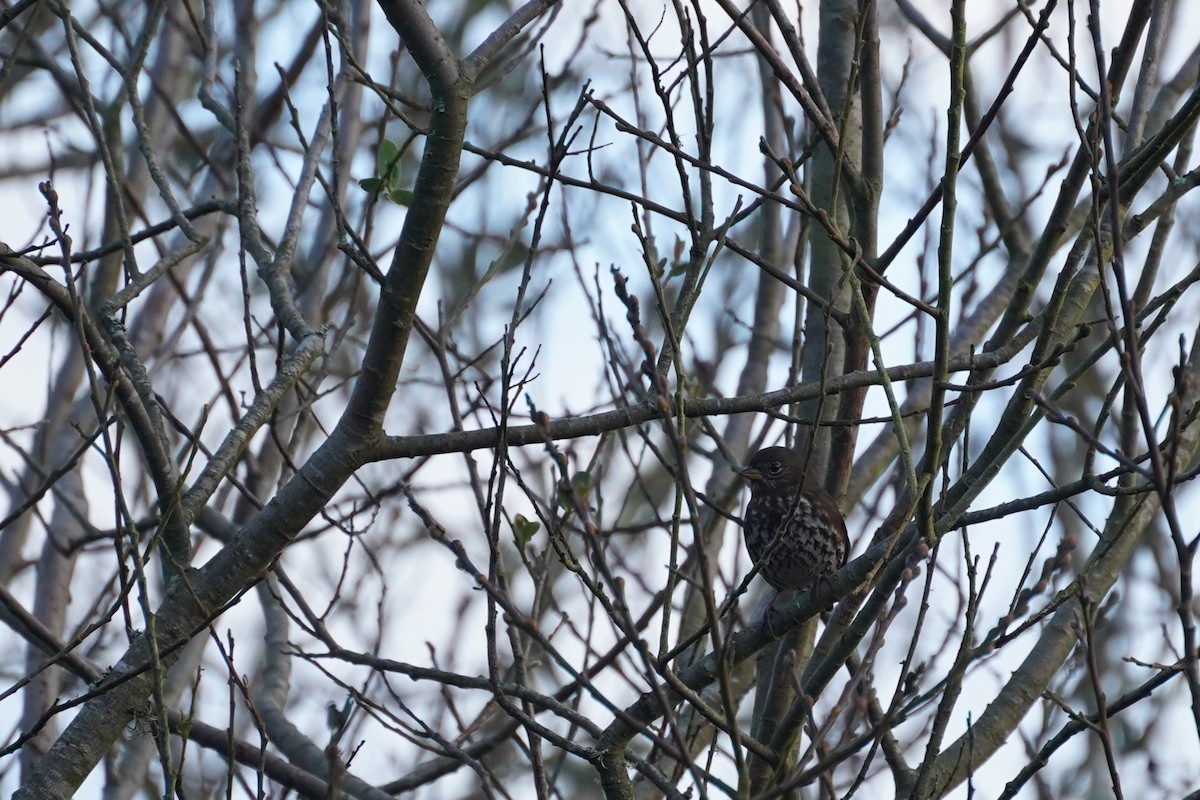 Fox Sparrow - ML644953597