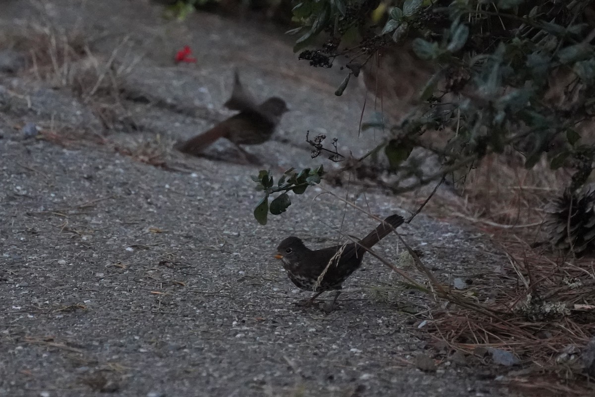 Fox Sparrow - ML644953599