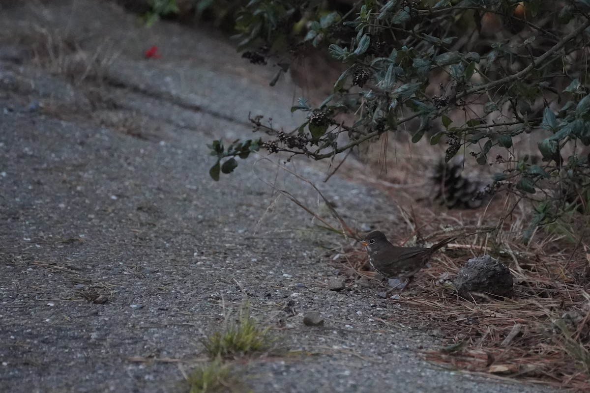 Fox Sparrow - ML644953600