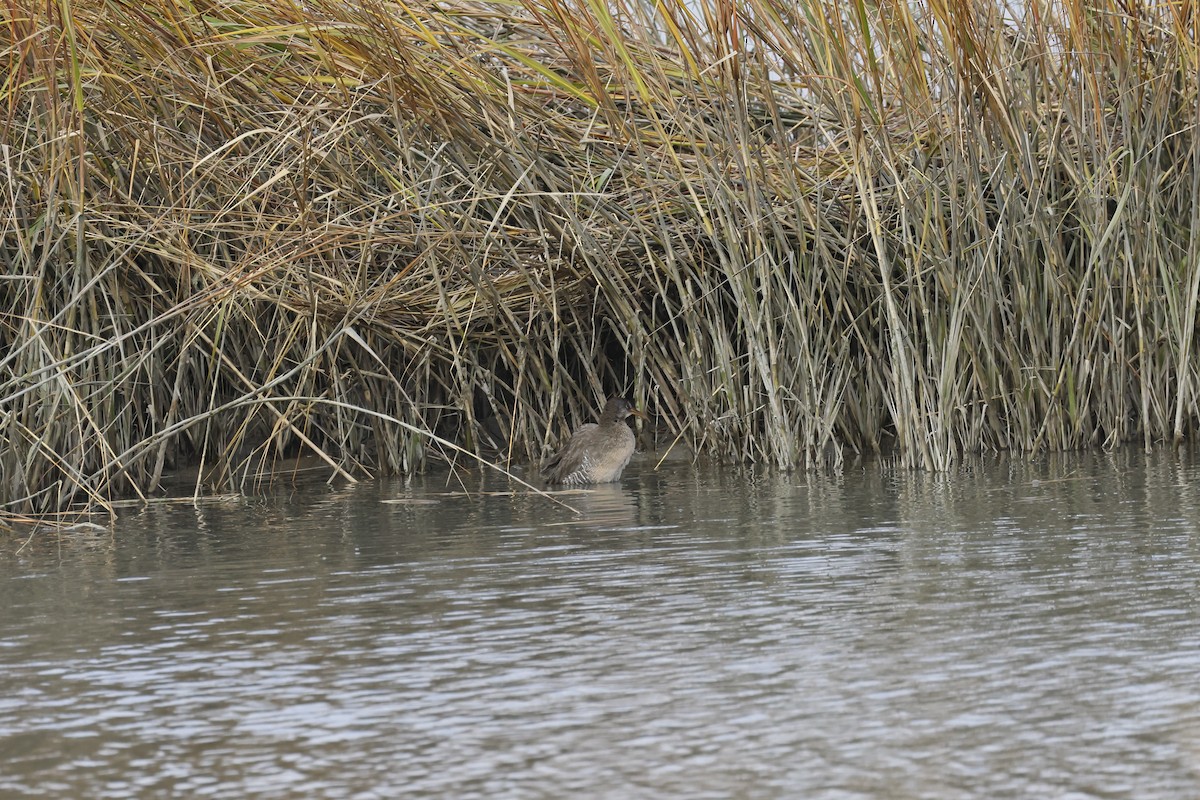 Clapper Rail - ML644953607