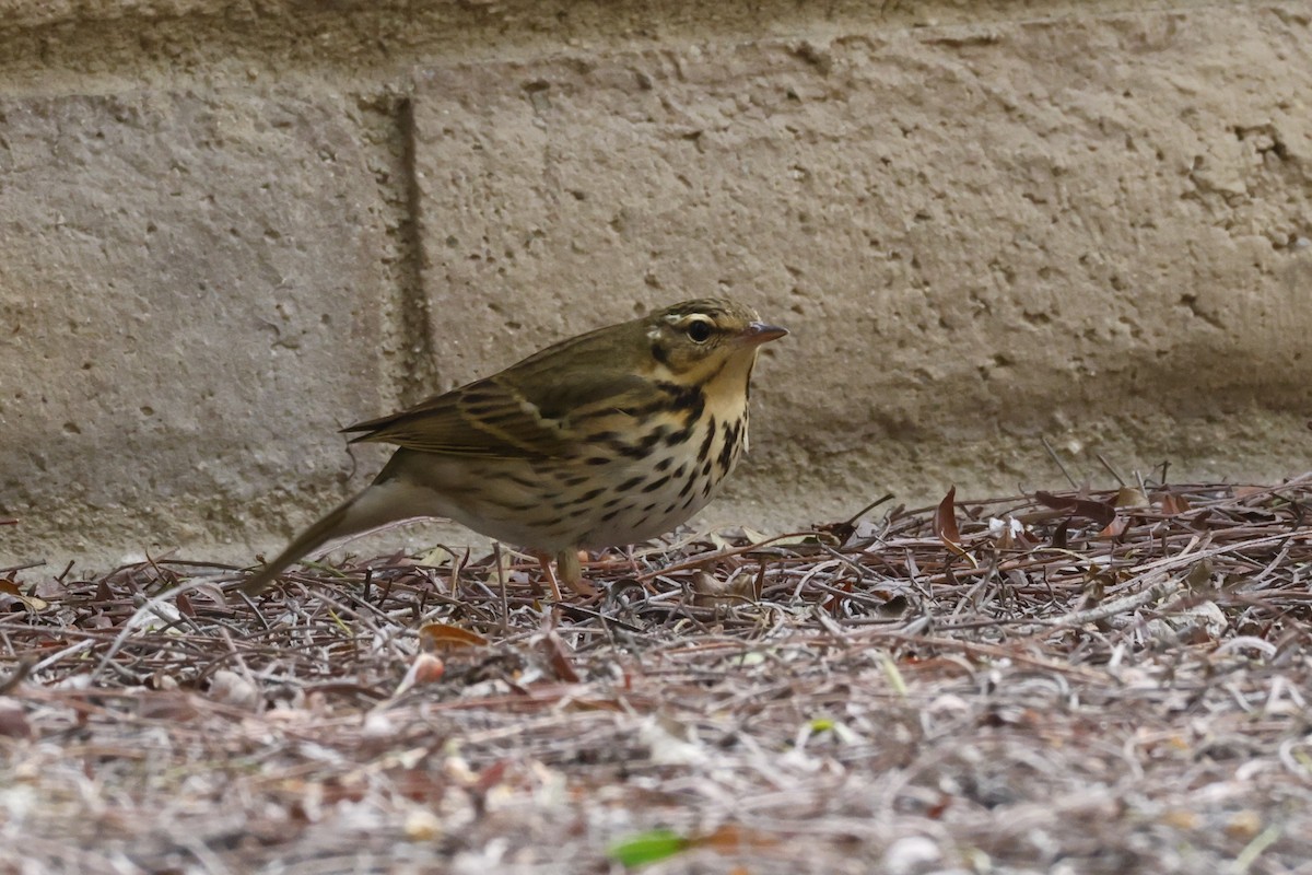 Olive-backed Pipit - ML644953636