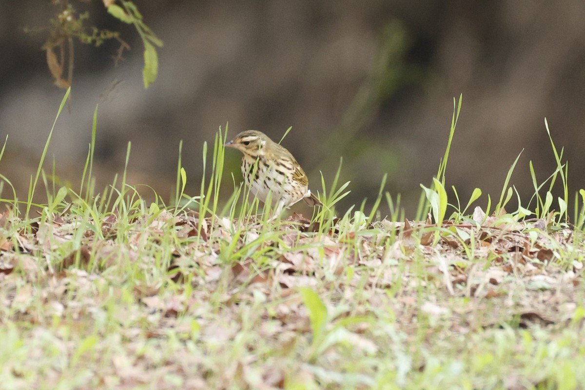 Olive-backed Pipit - ML644953637