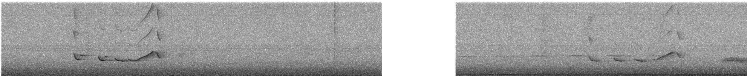 Бекард строкатий - ML644953639