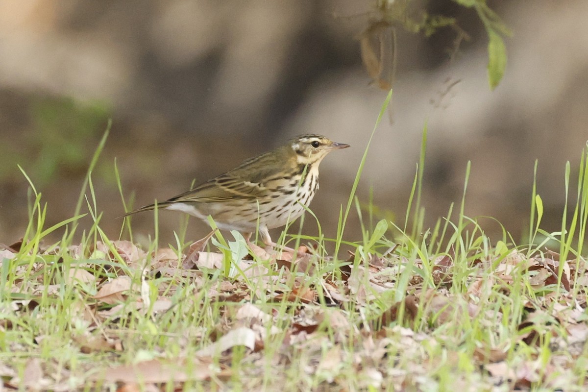 Olive-backed Pipit - ML644953640