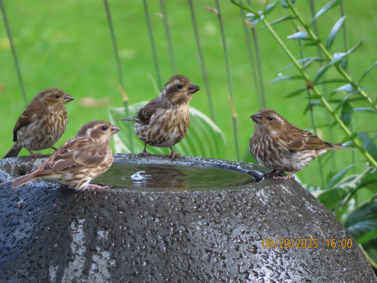 Camachuelo Purpúreo - ML644953644