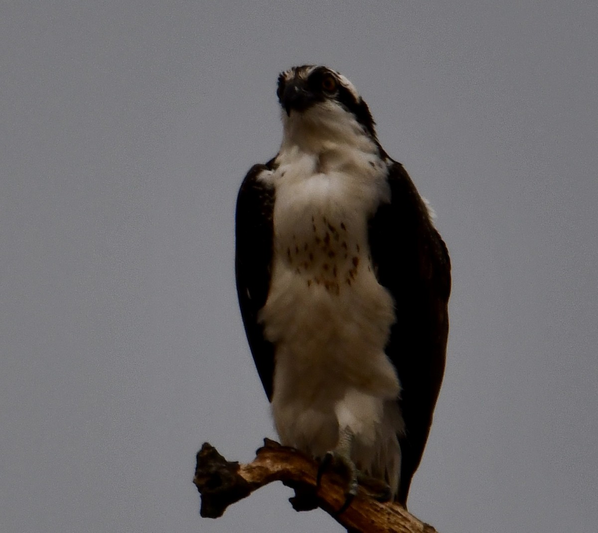 Osprey - ML644953660
