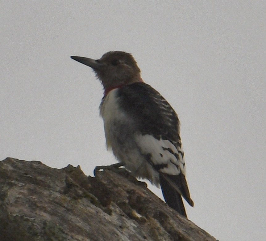 Red-headed Woodpecker - ML644953671