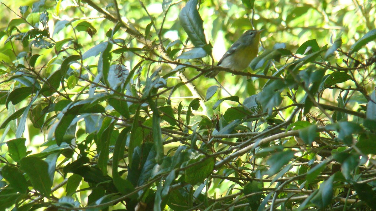 Northern Parula - ML644953673