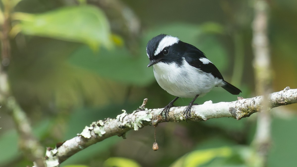 Little Pied Flycatcher - ML644953680