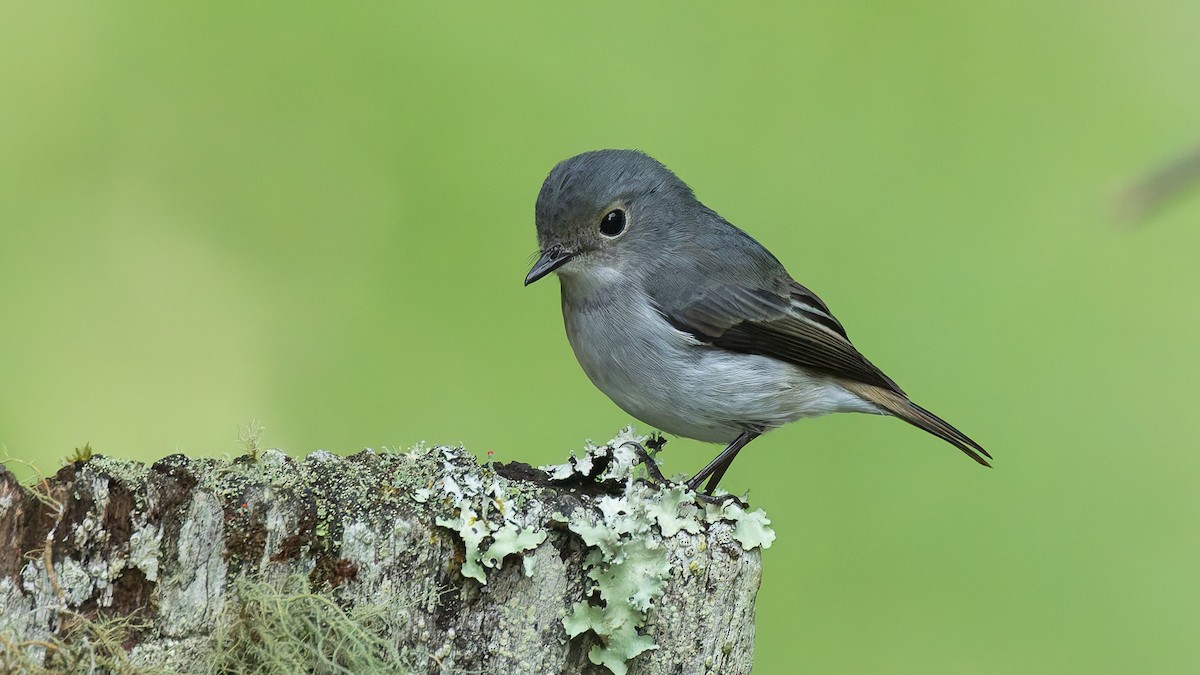 Little Pied Flycatcher - ML644953683