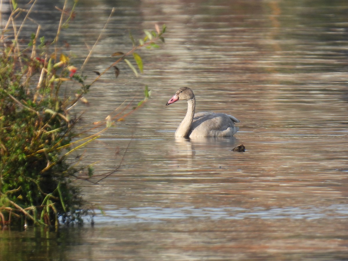 Tundra Swan - ML644953709