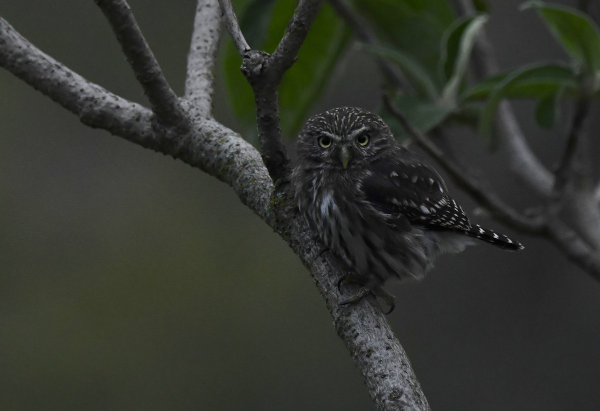 kulíšek peruánský - ML644953710