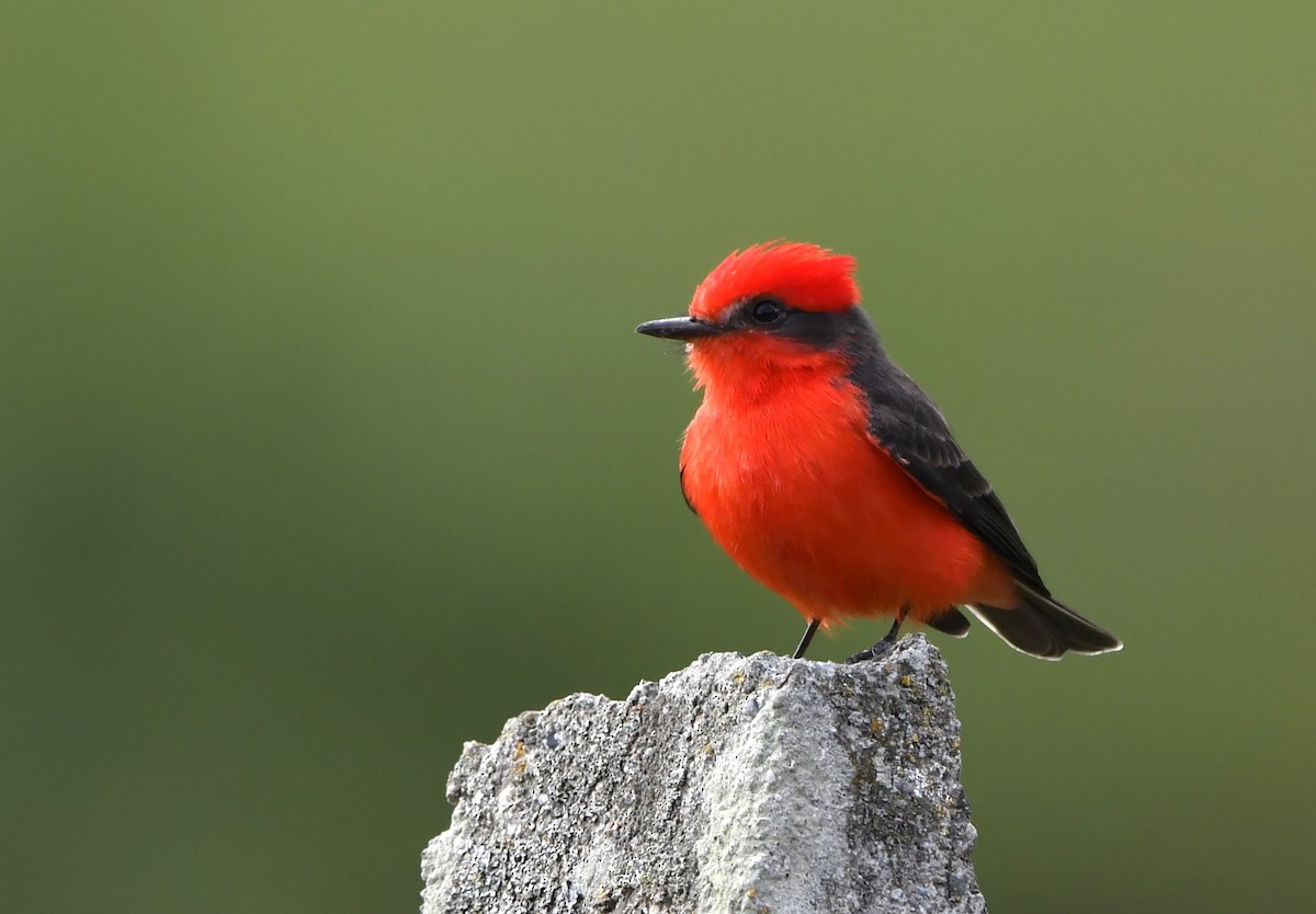 Vermilion Flycatcher - ML644953722